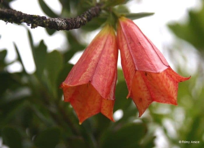 Thiollierea 6