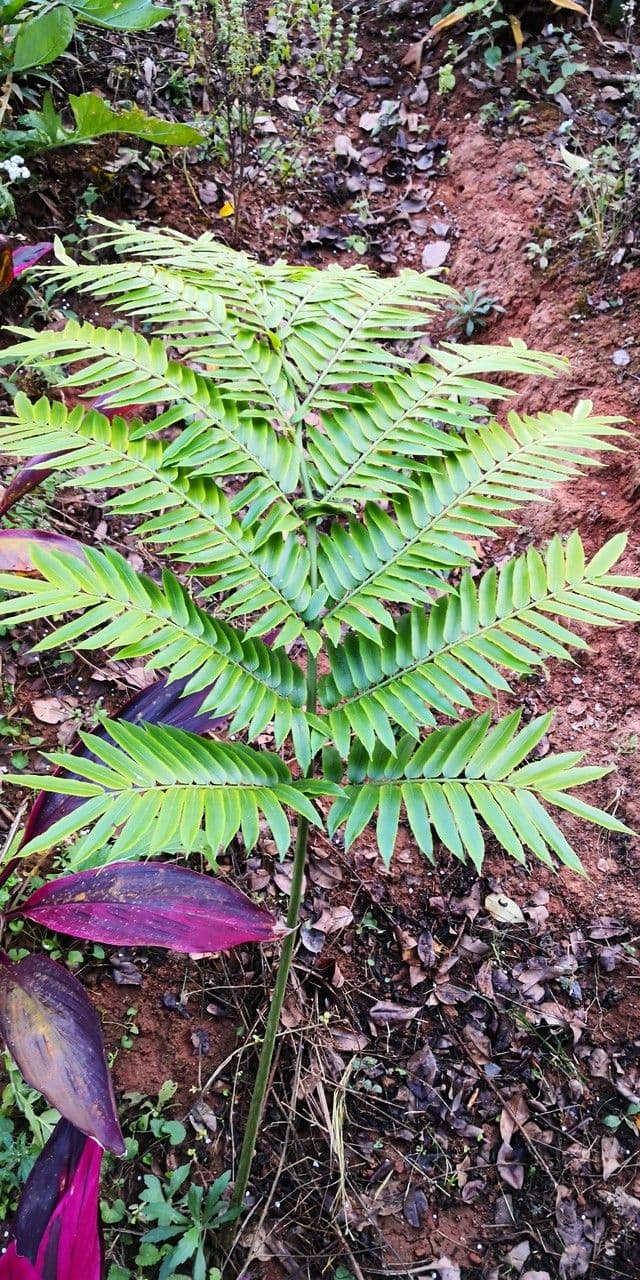 Angiopteris 4