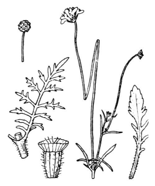 Scabiosa triandra 23