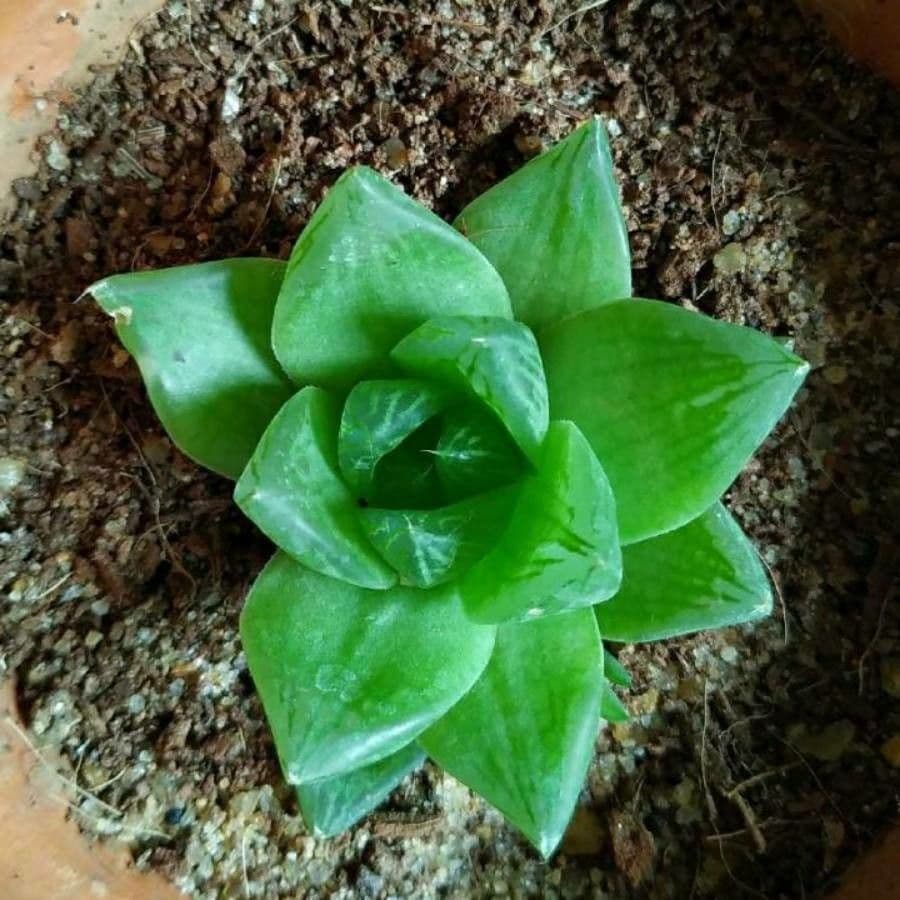 Haworthia 26