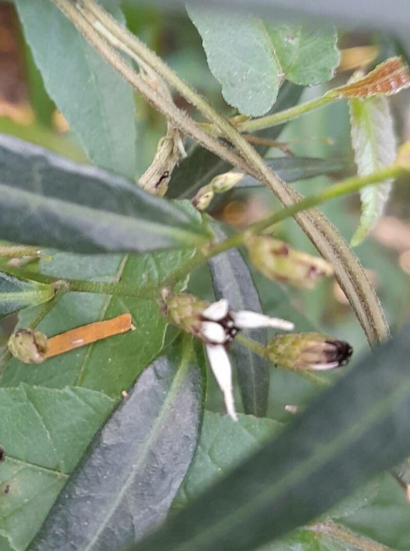 Lepidaploa 3