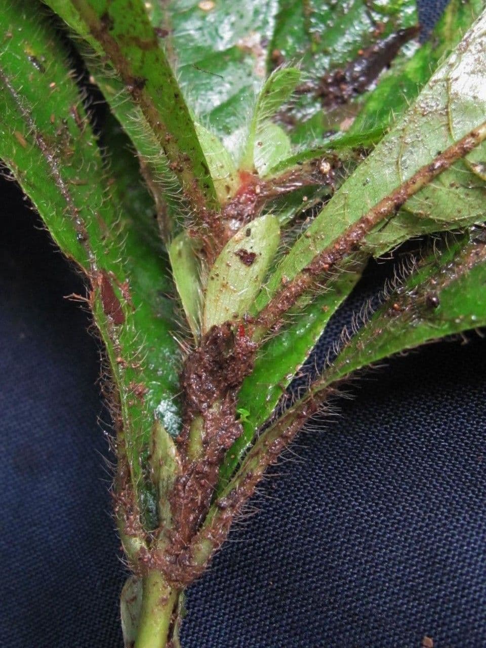 Elaeagia 3
