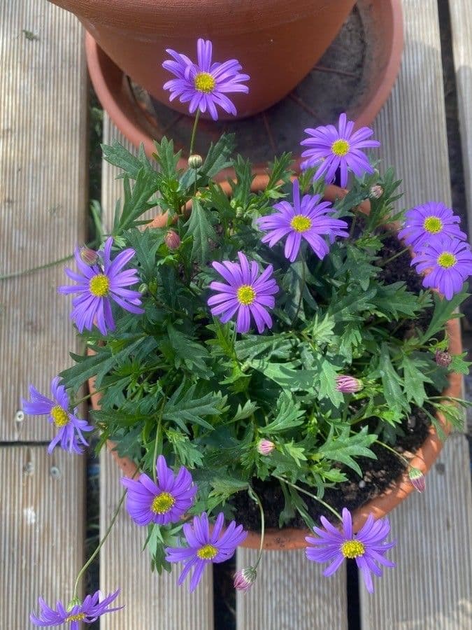 Brachyscome multifida 5