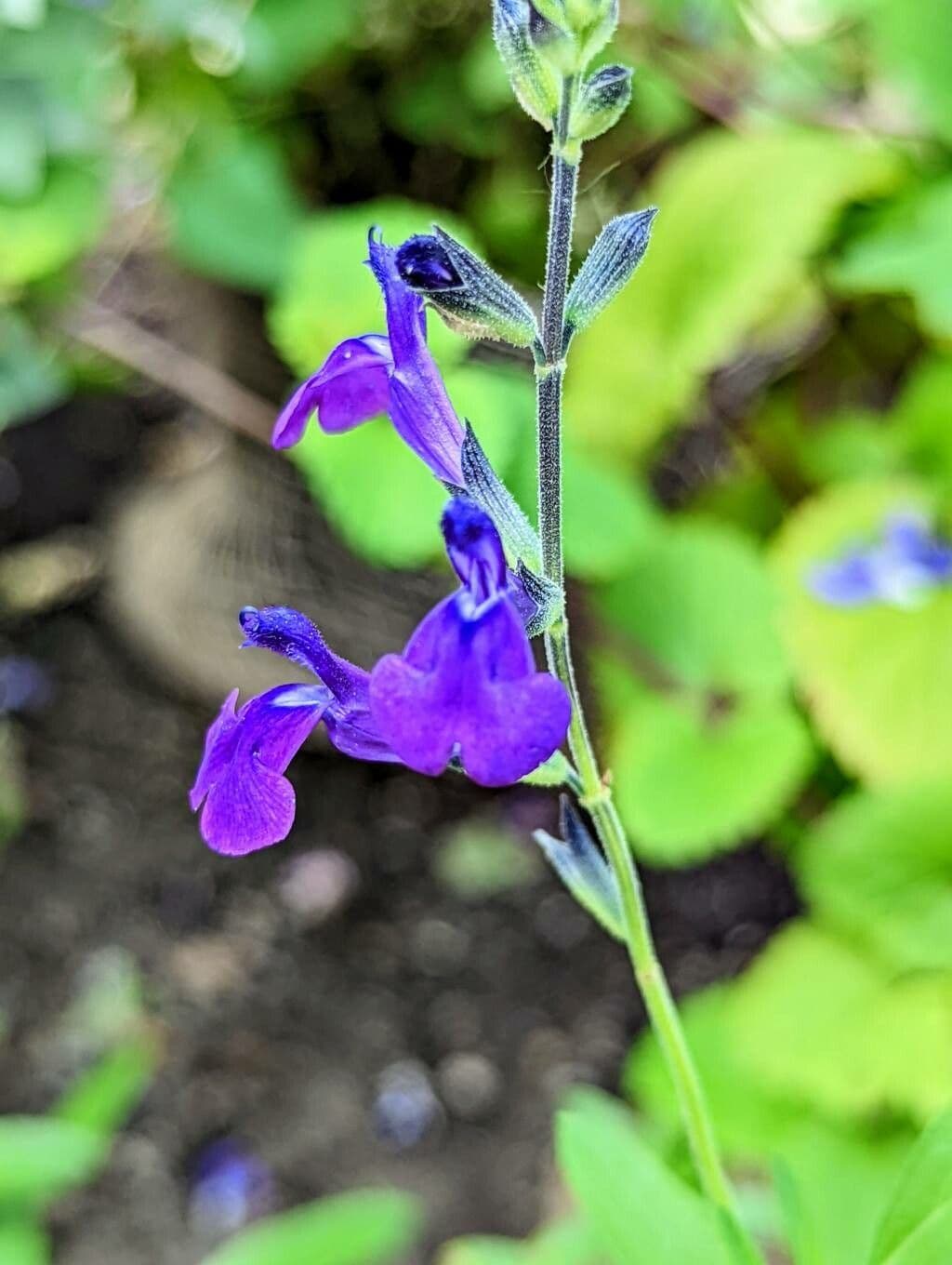 Salvia 2