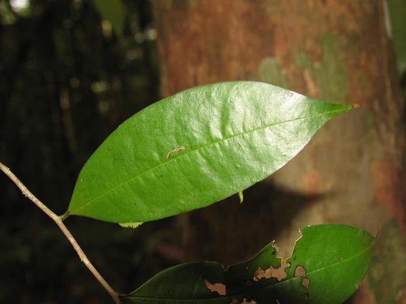 Duguetia calycina 5