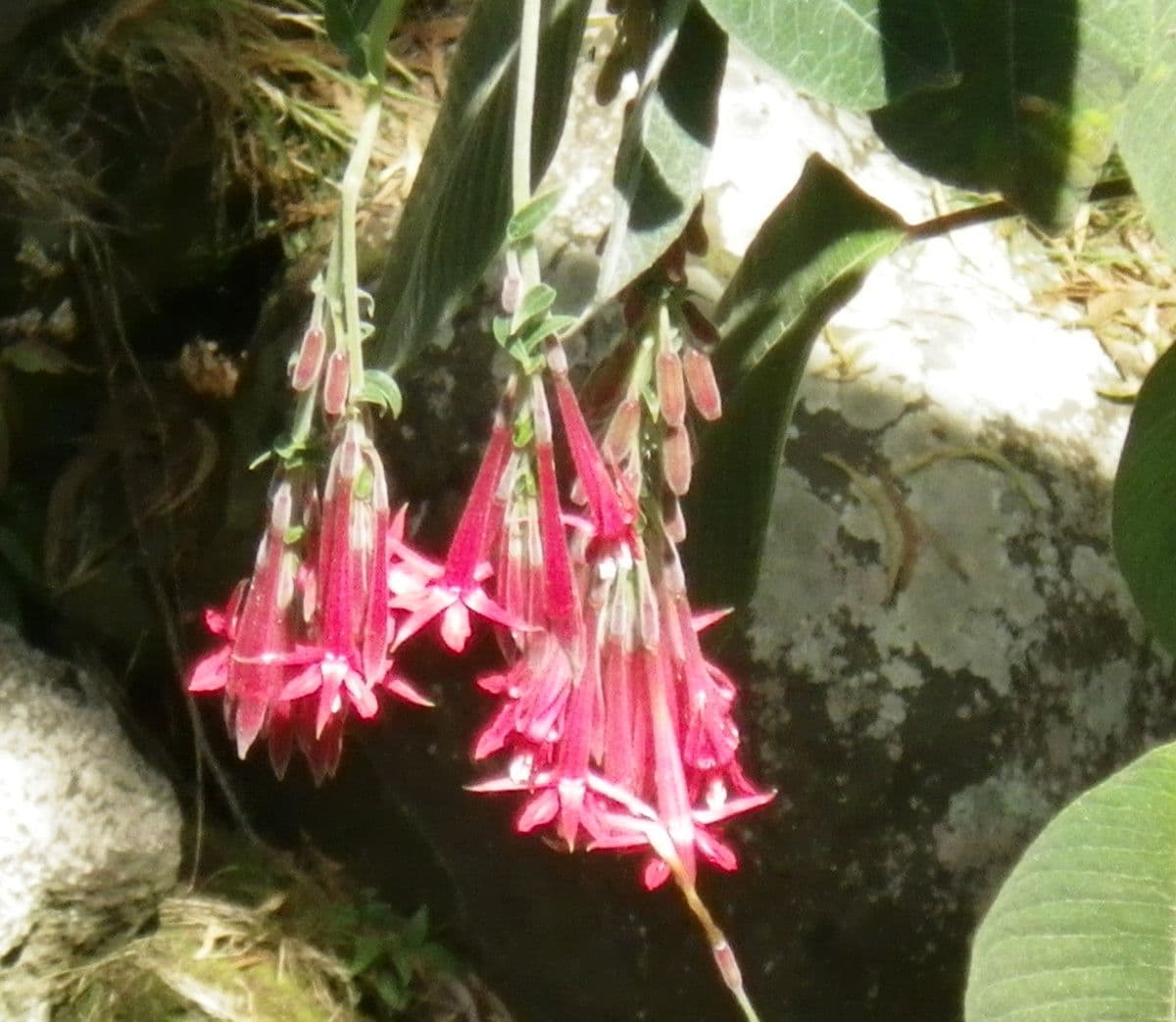 Fuchsien 30