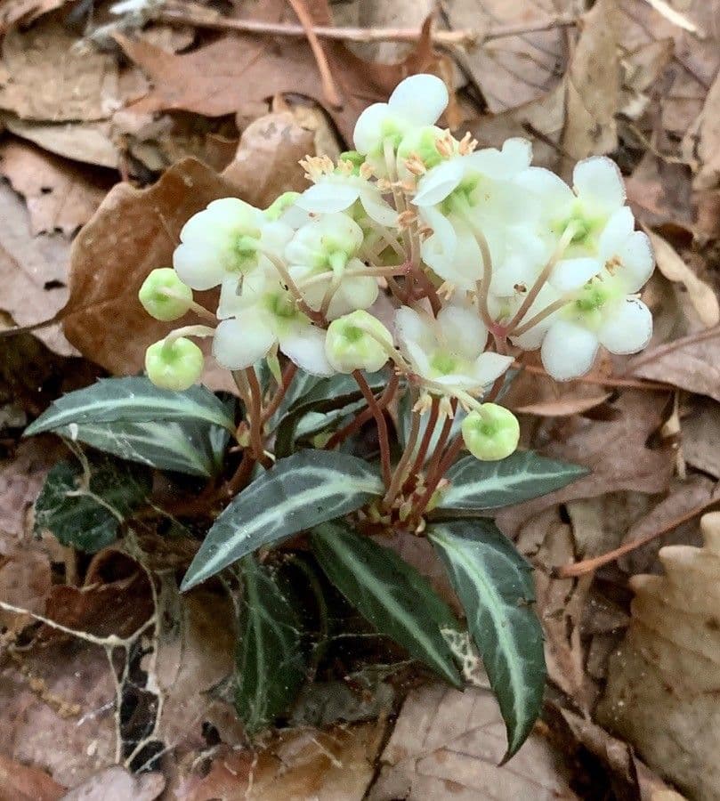 Chimaphila macchiata 6