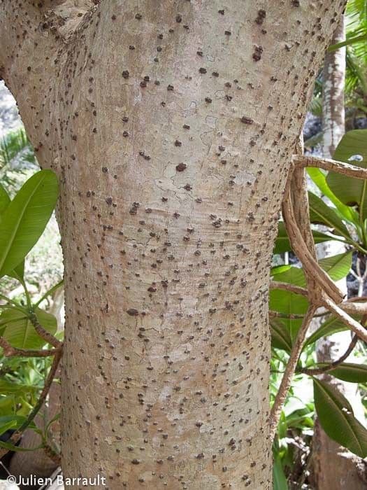 Cabbagetree 17