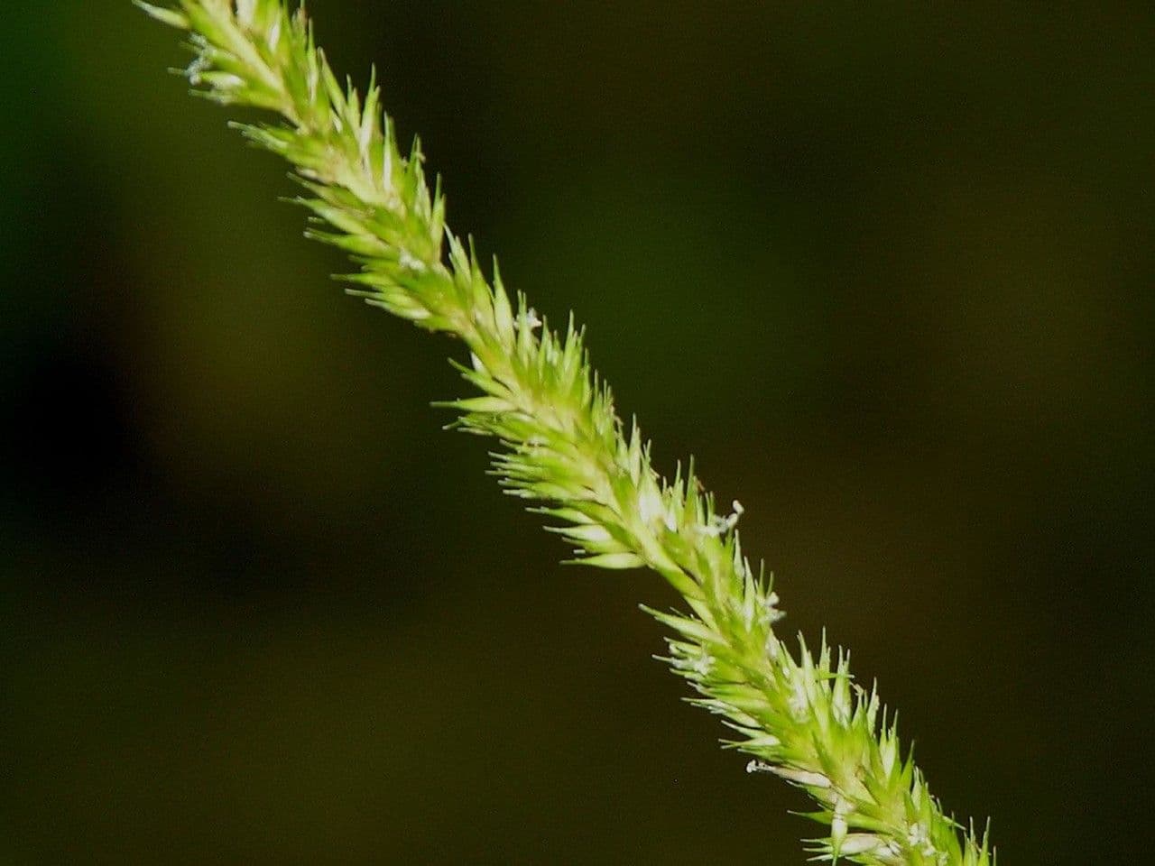 Hymenachne amplexicaulis 4