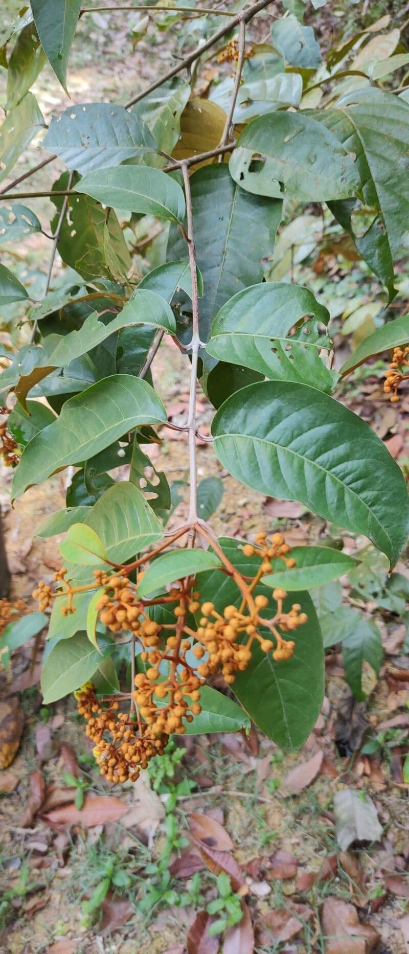 Vismia baccifera 10