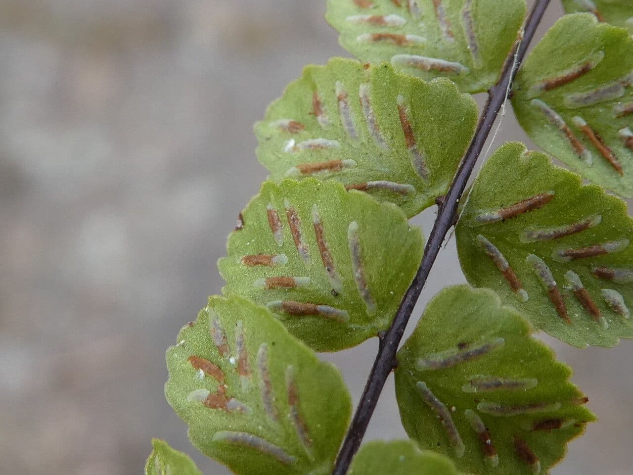 Erba rugginina 25