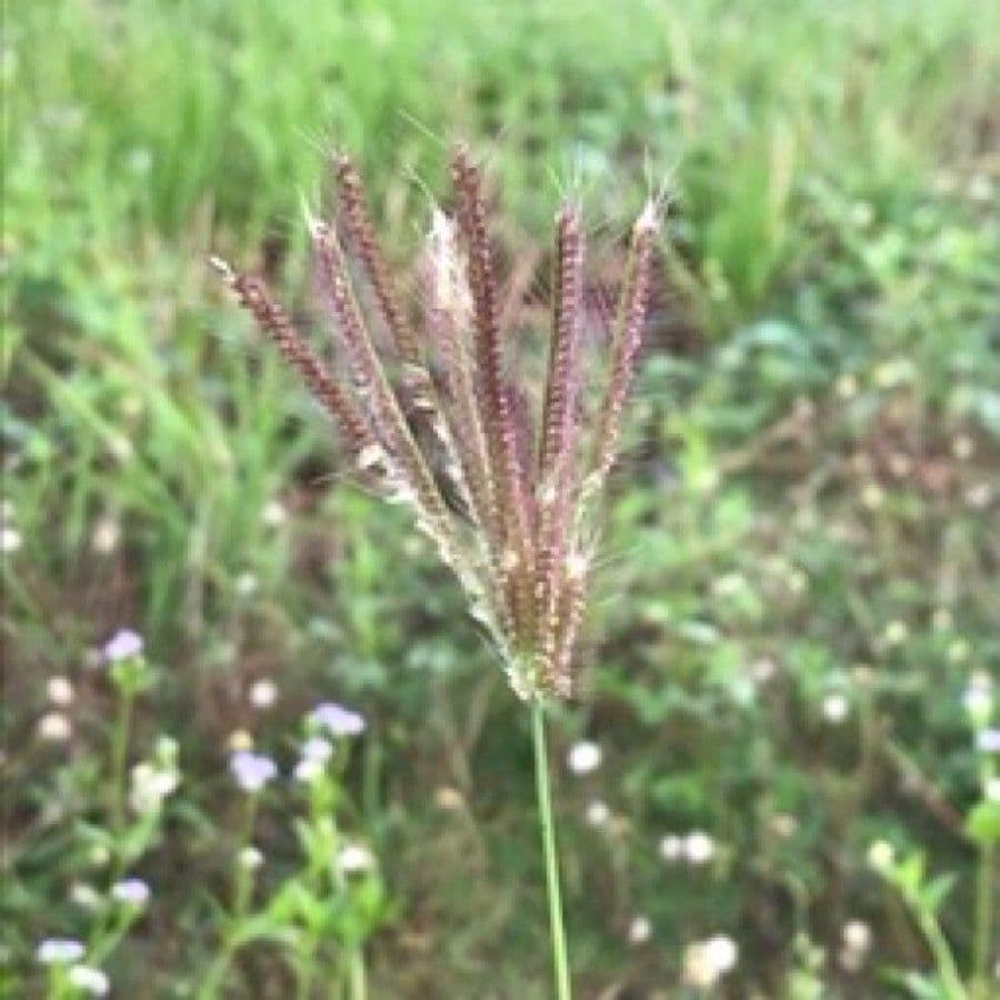 Chloris barbata 10