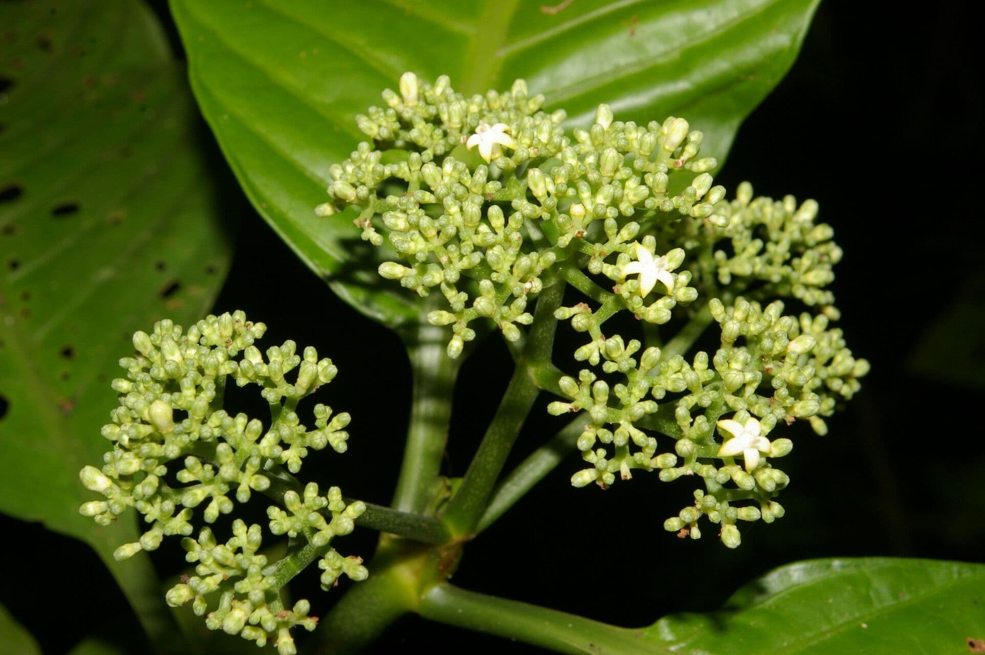 Psychotria 9