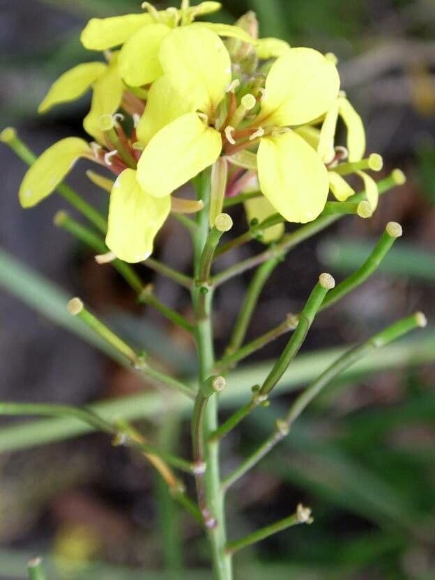 Sinapidendron