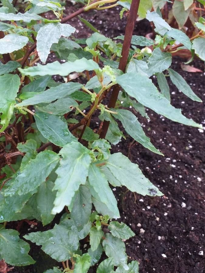 Begonia 4