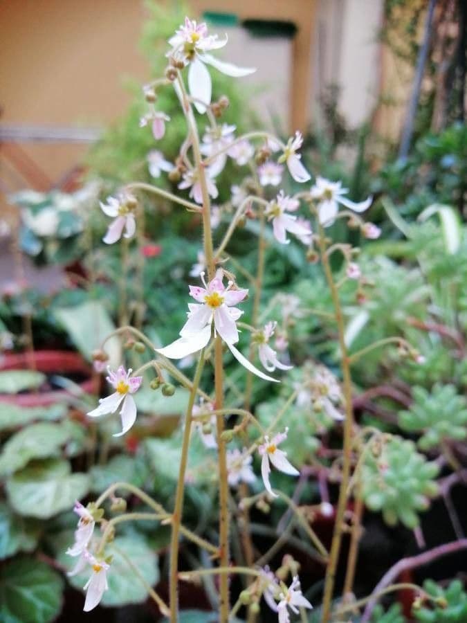 Sassifraga stolonifera 10