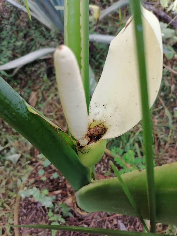 Philodendron 6