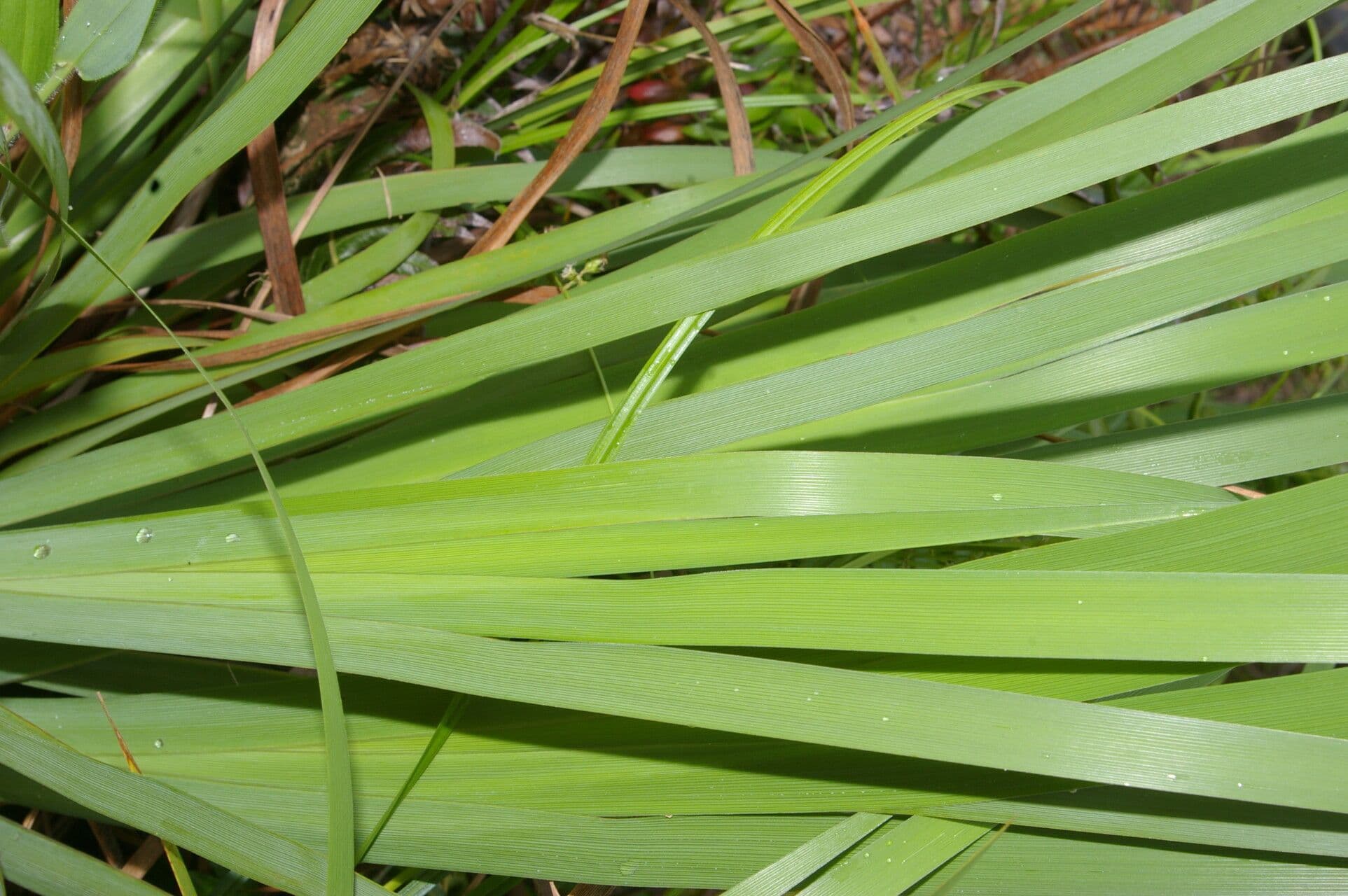 Iris del Chimborazo 9