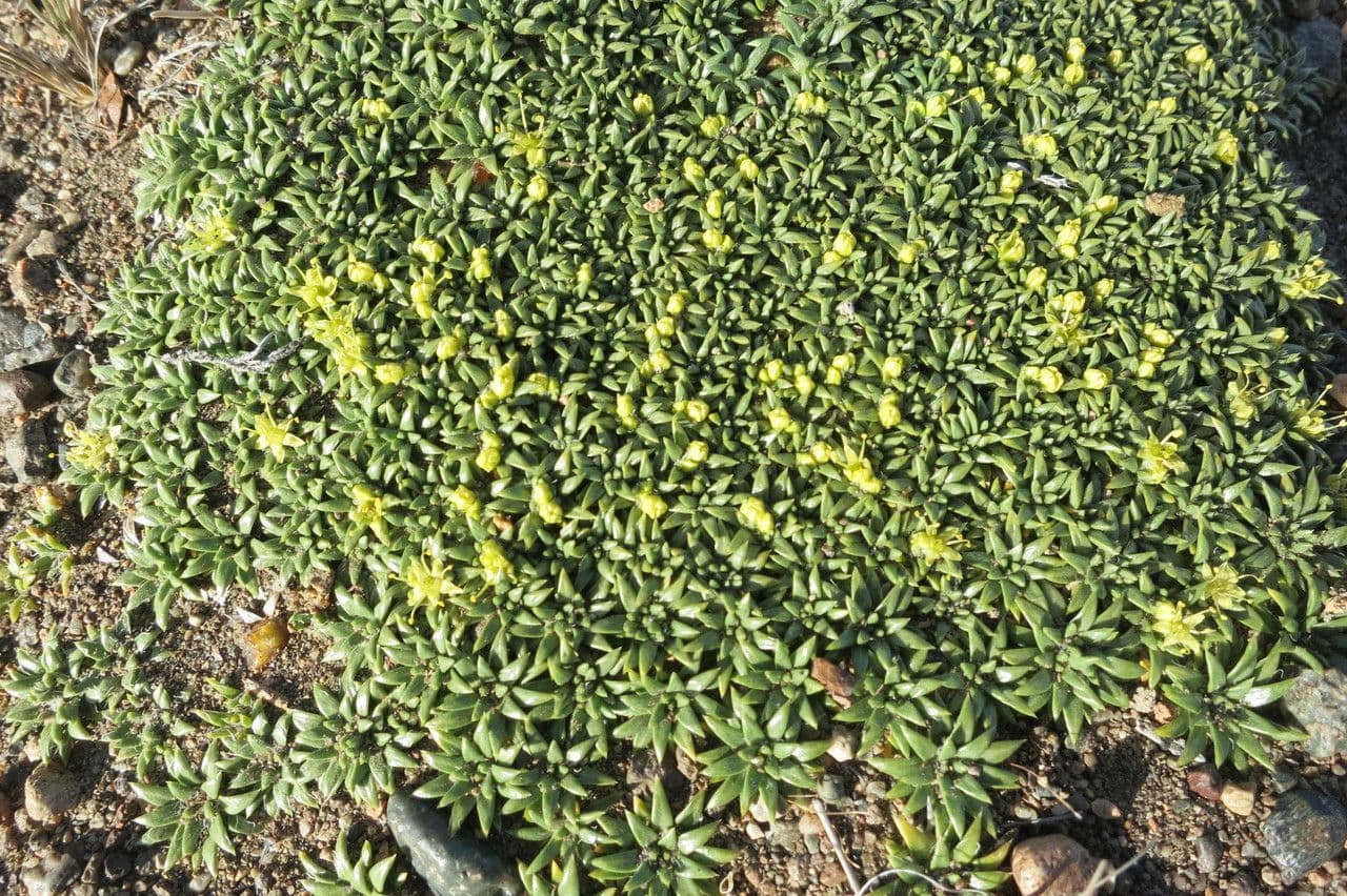 Azorella monanta 7