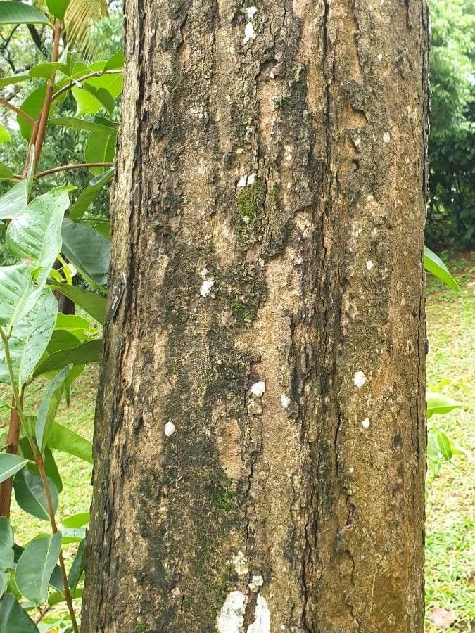 Syzygium 4