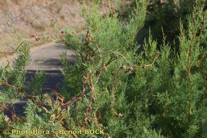 Cuscuta 14
