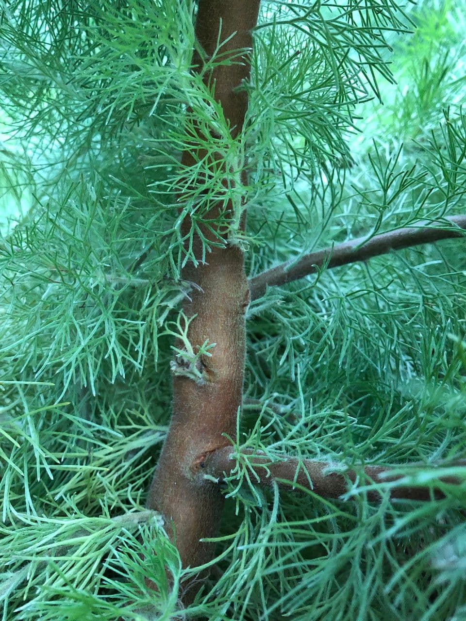 Adenanthos 18