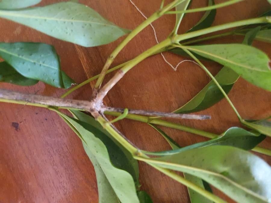 Coptosperma graveolens 25