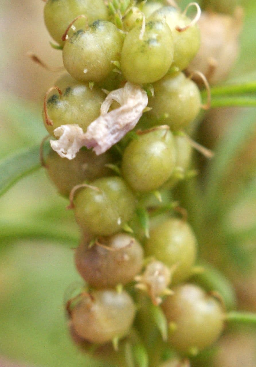 Musonello 2