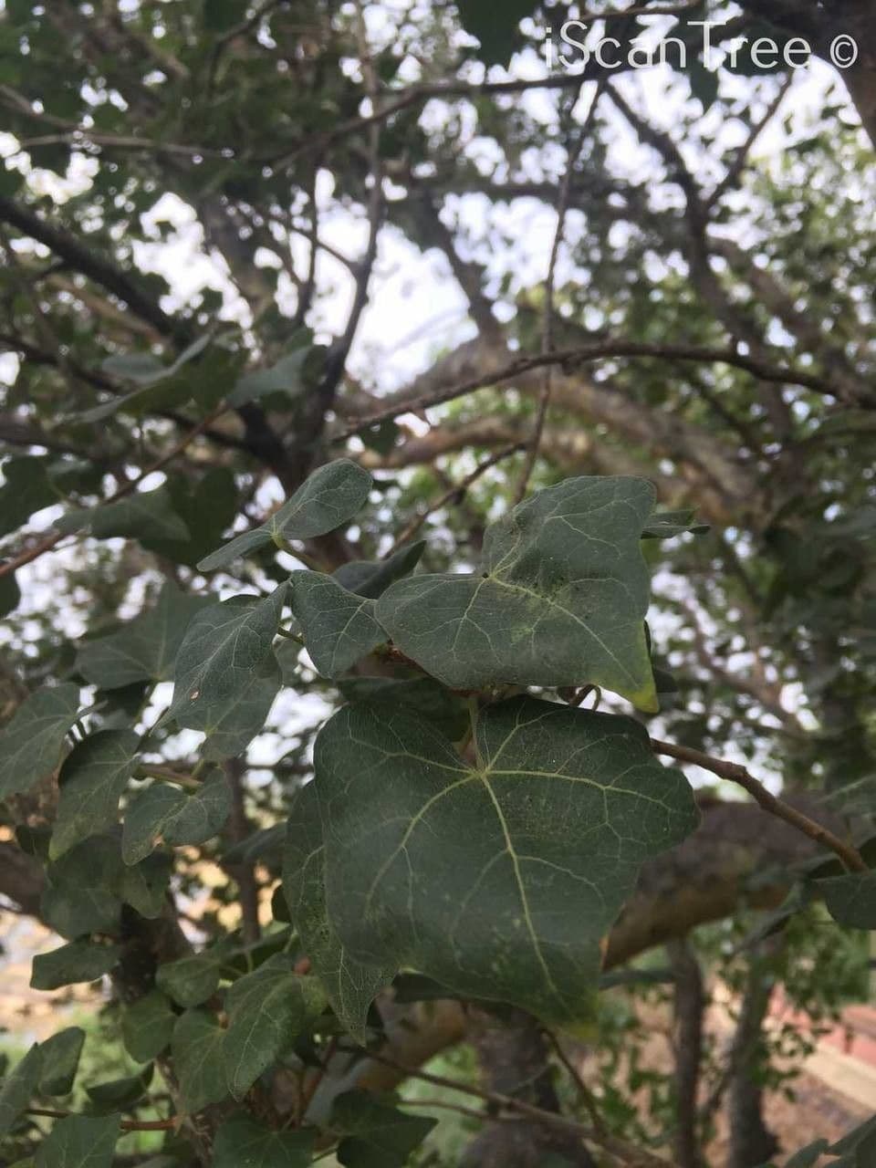 Sterculia 13