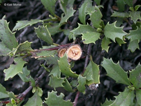 Ceanothus 2