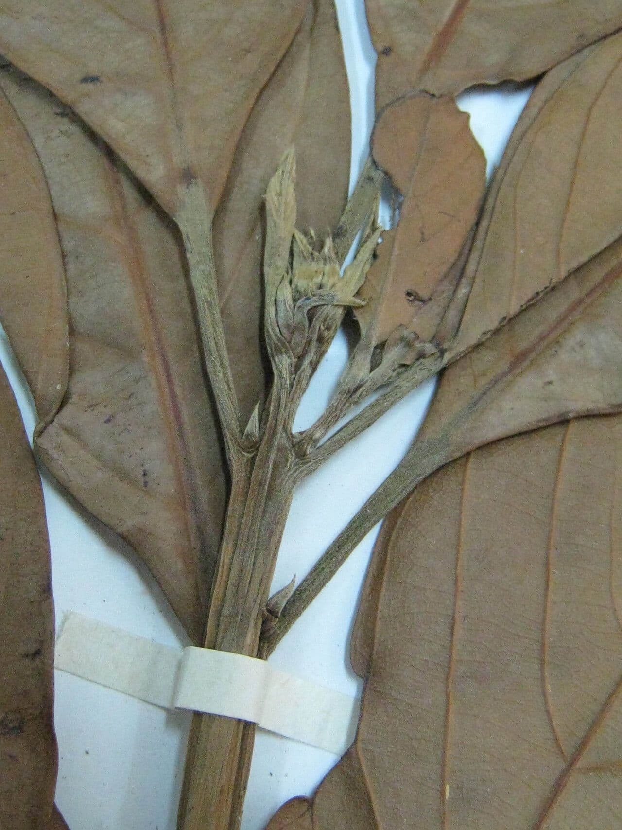 Nectandra 6