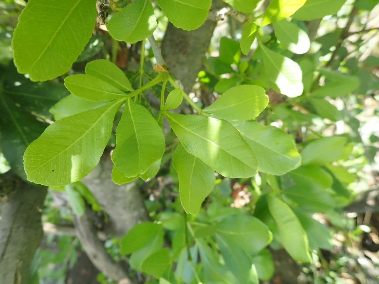 Vepris 8