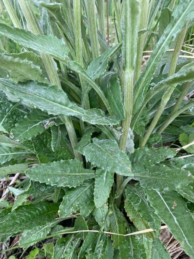 Tephroseris helenitis 20