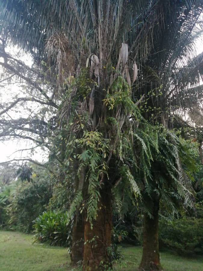 Attalea butyracea 2