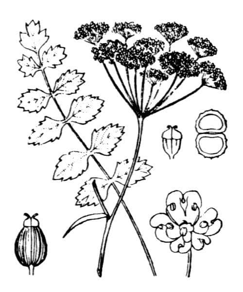 Tragoselino comune 24