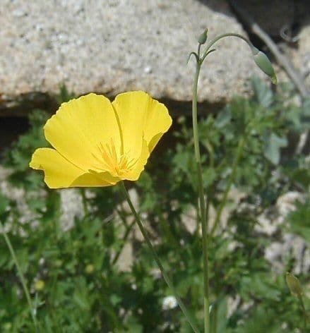 Parish-Mohn