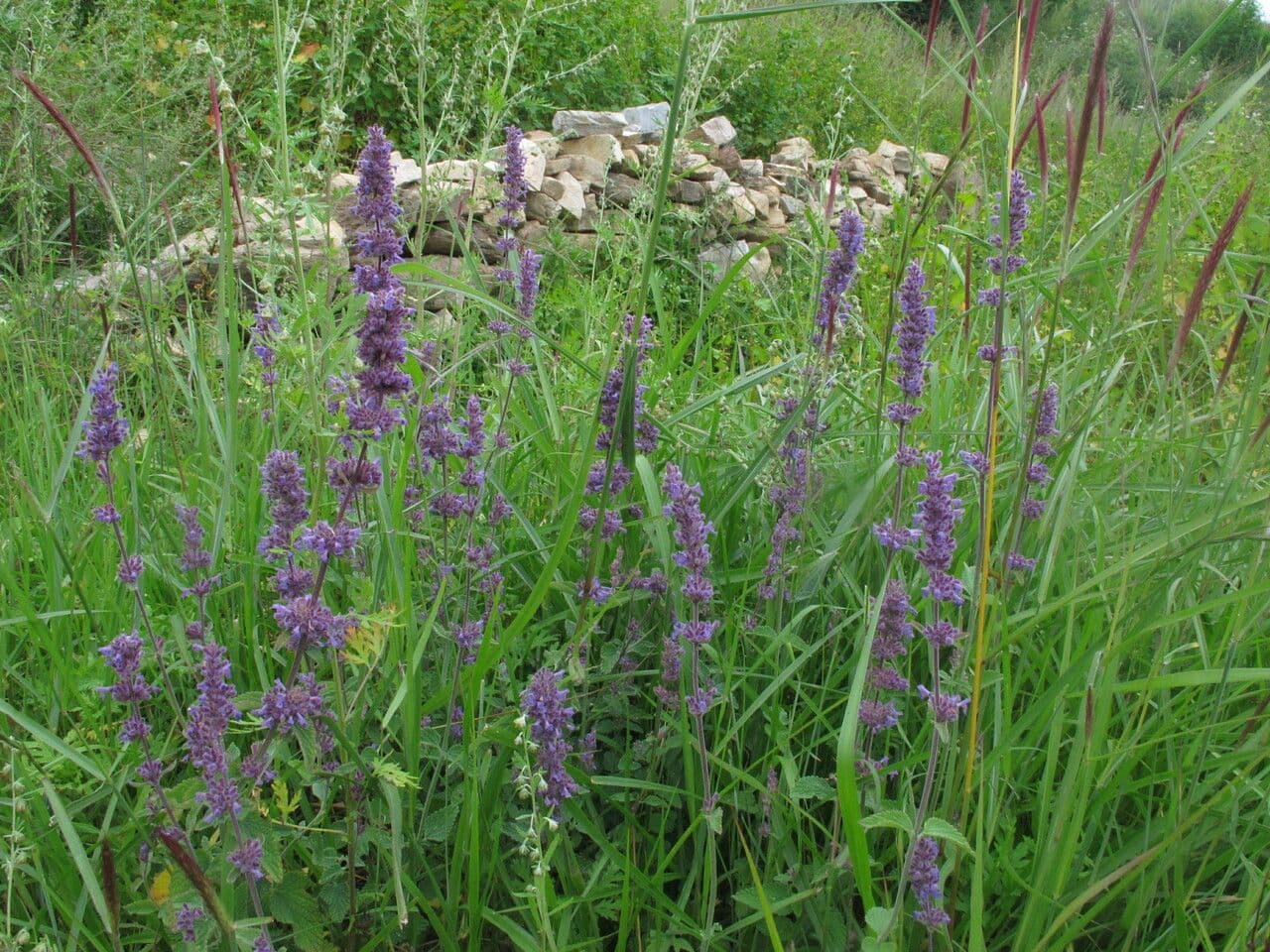 Nepeta 4
