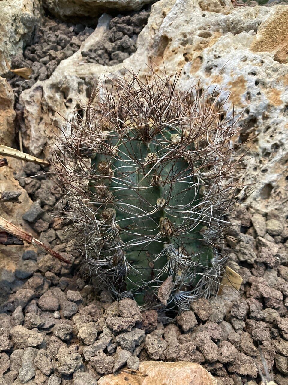 Cactus testa di capra 8