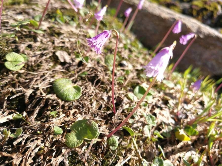 Zwerg-Glockenblume 13