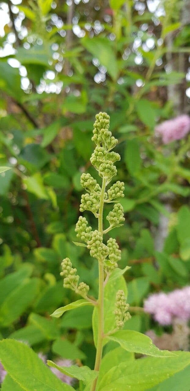 Spiraea di Douglas 28