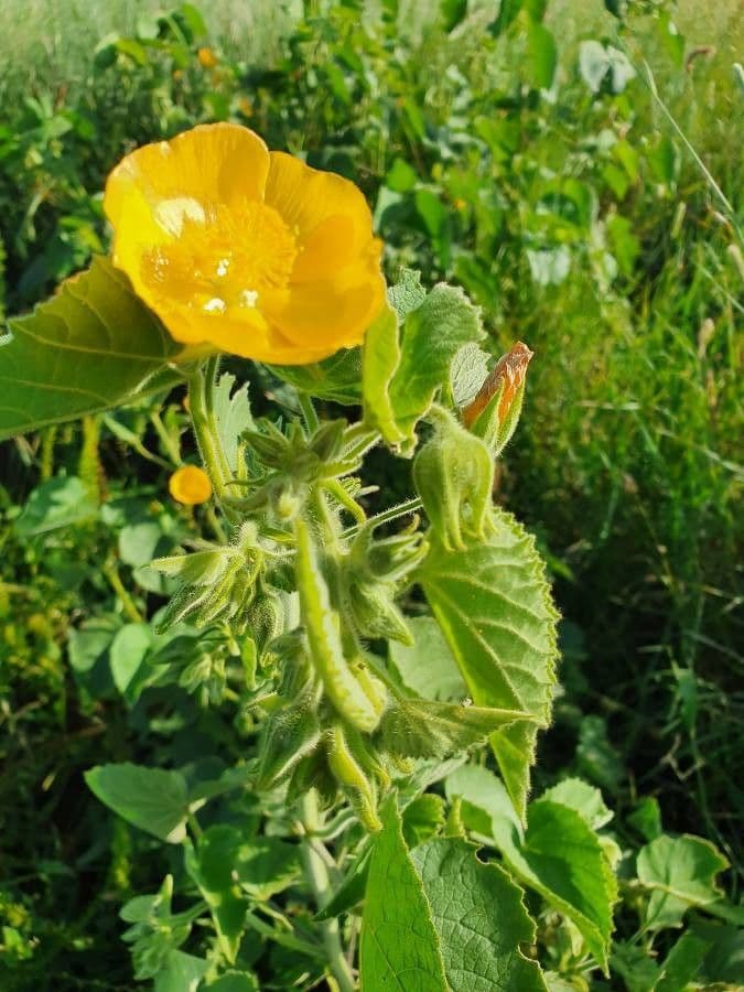 Abutilon 9