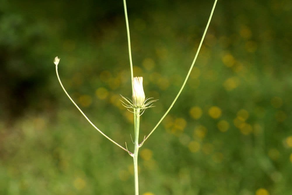 Tolpis 17