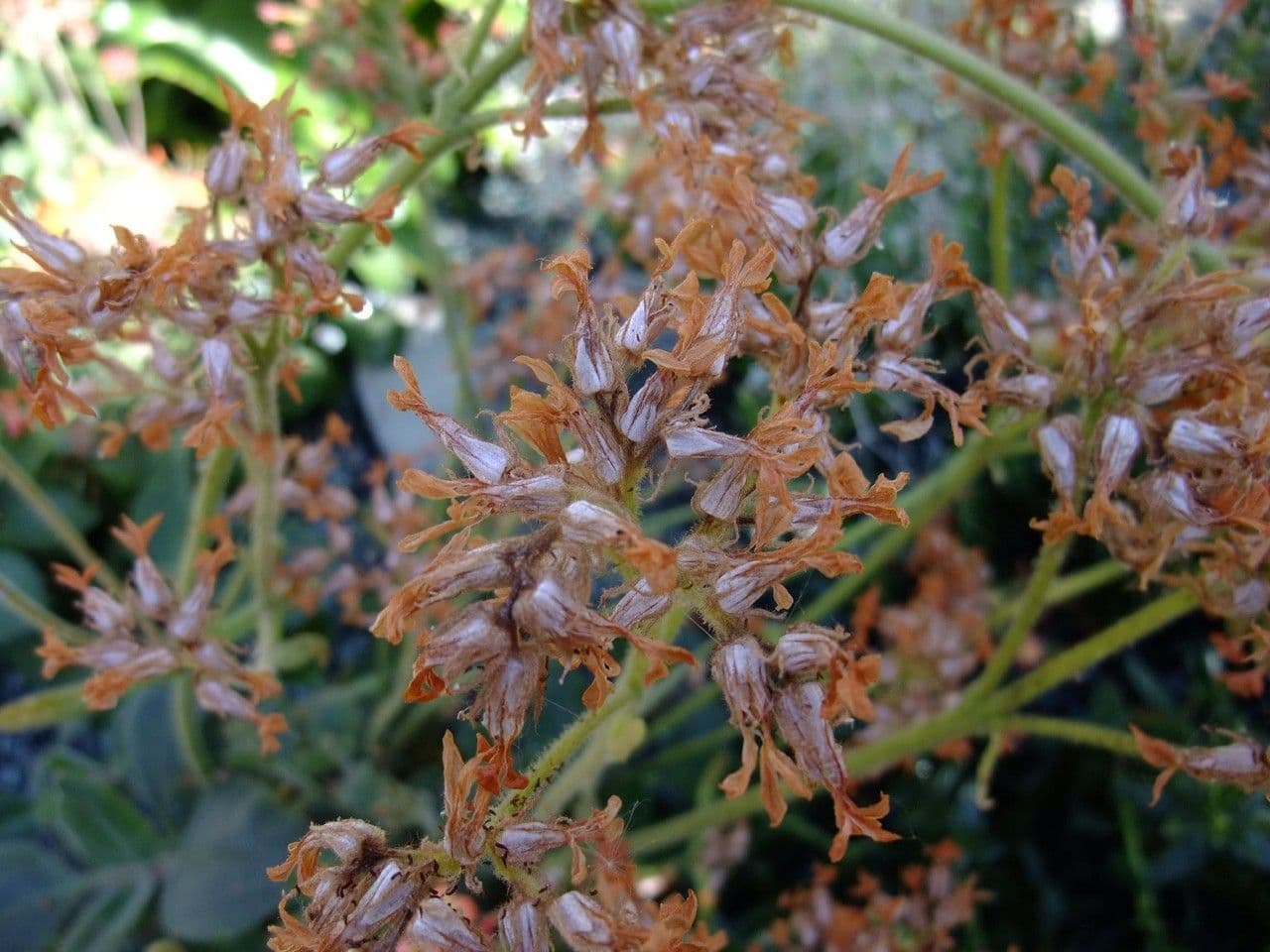 Kalanchoe 3