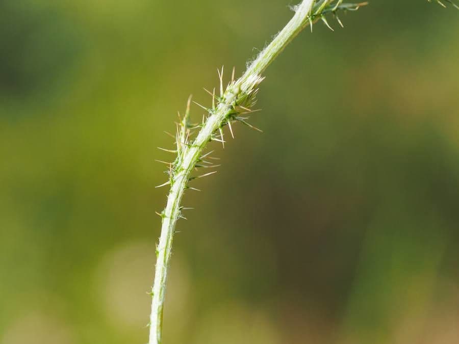 Distel 8