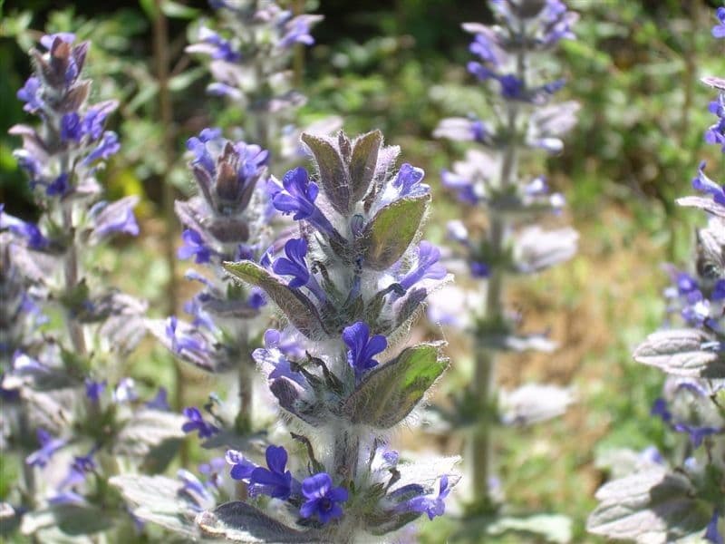 Ajuga orientalis 5