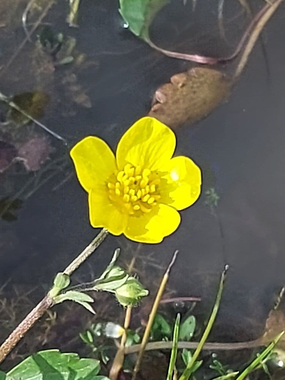 Ranuncolo 3