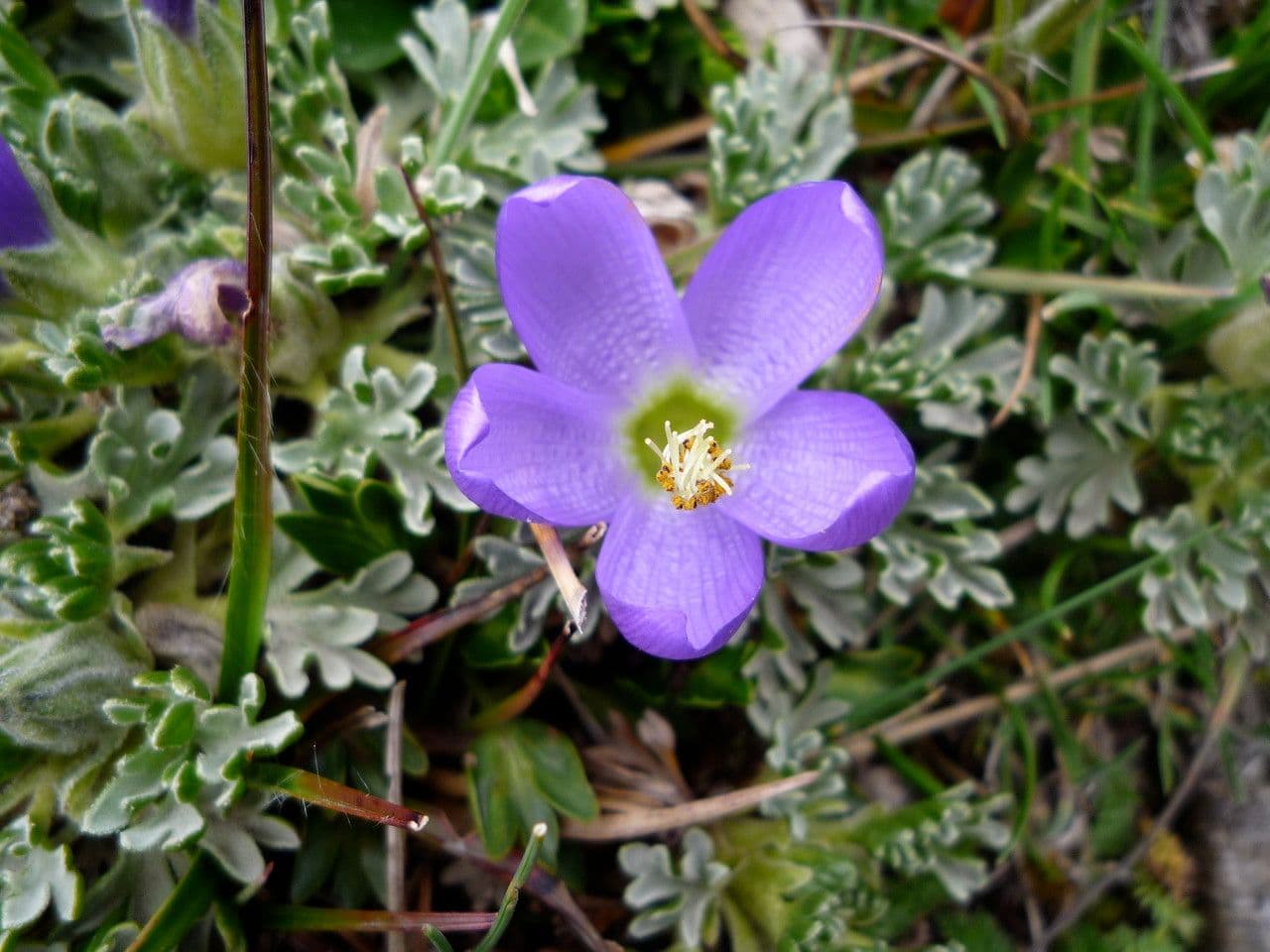Nototriche 3