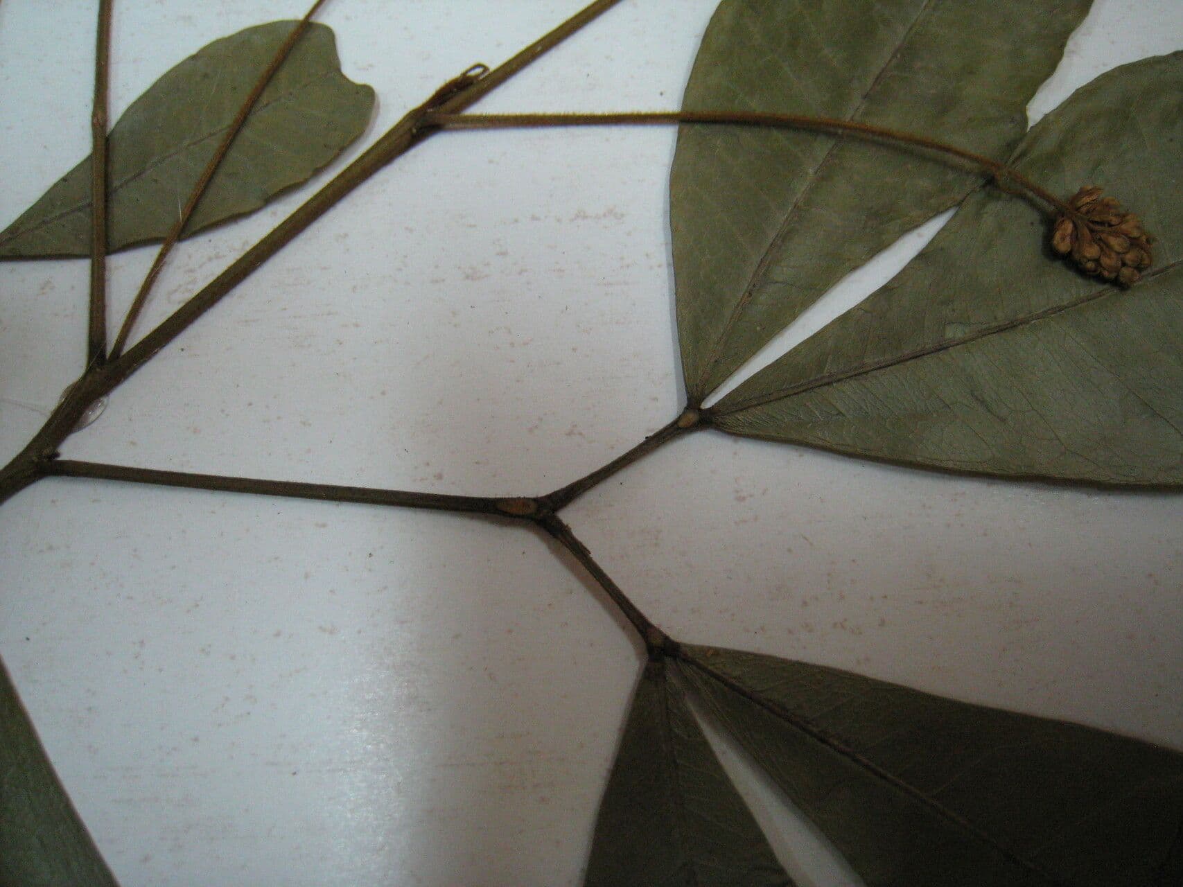 Jupunba 3