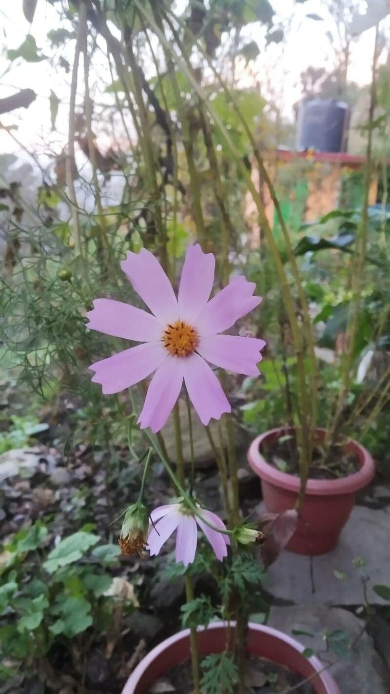 Cosmos parviflorus 4