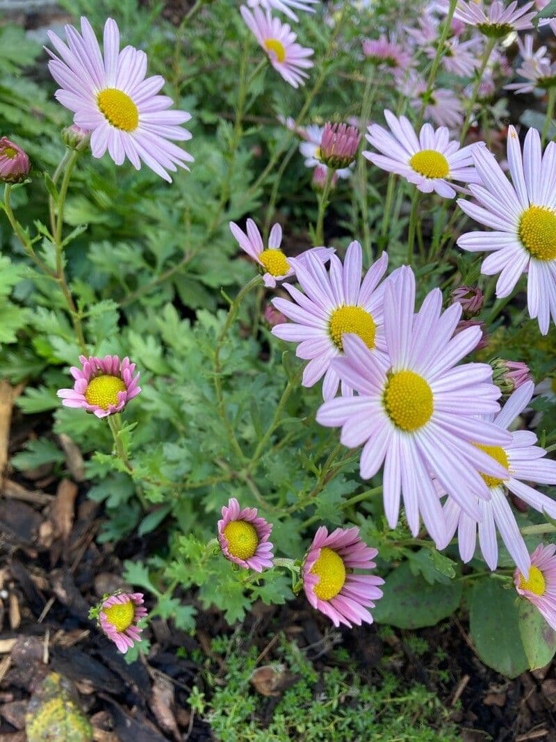 Pyrenäen-Aster 6